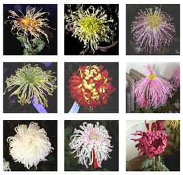 菊花