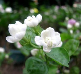 茉莉花