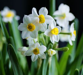 水仙花