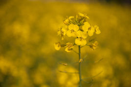油菜花