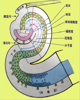 记忆