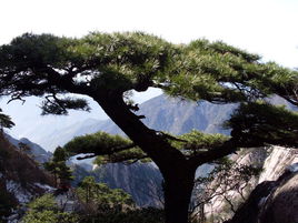 松树