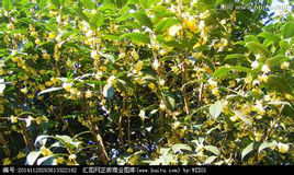 桂花树