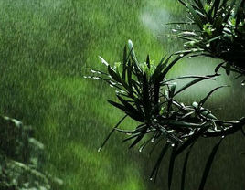 春雨