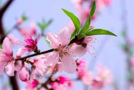 桃花