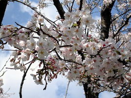 樱花