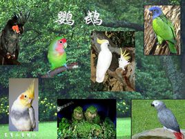 鹦鹉