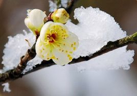 冬雪