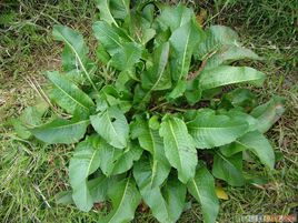 野菜