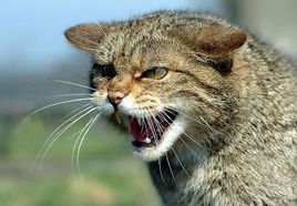 野猫