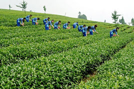 采茶