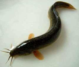 泥鳅