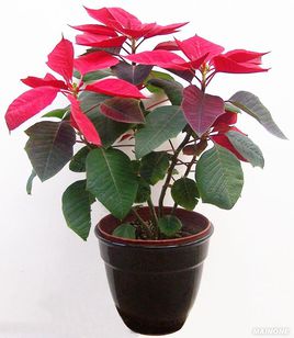 盆花
