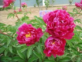 芍药