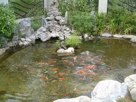 鱼池
