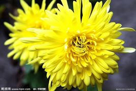 秋菊