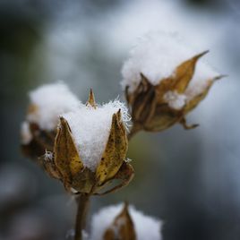 棉花