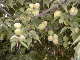 梅树