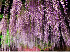 紫藤花