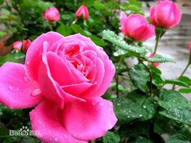月季花