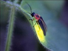 萤火虫