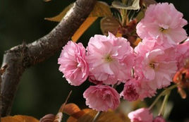 樱花树