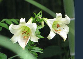 野百合