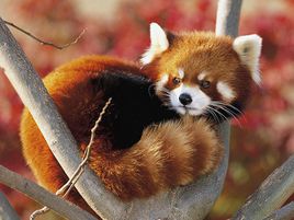 小熊猫