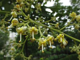 梧桐花