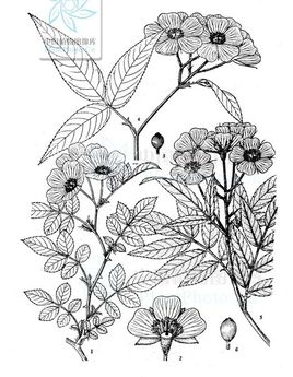 蔷薇花