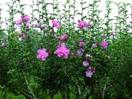 木槿花