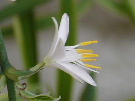 吊兰花
