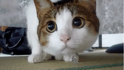 宠物
