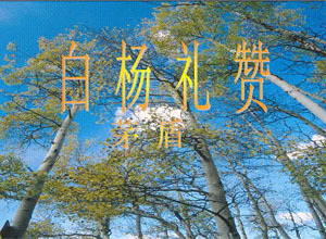 白杨
