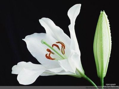 百合