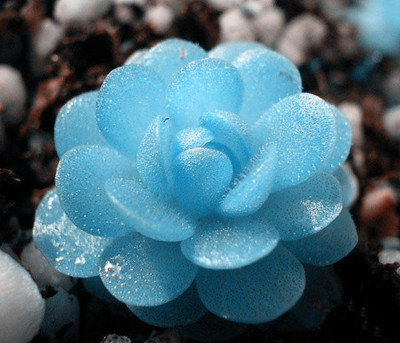 植物