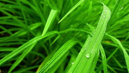小草