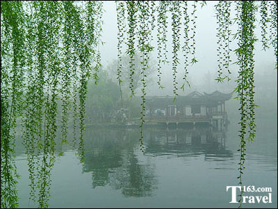 杨柳