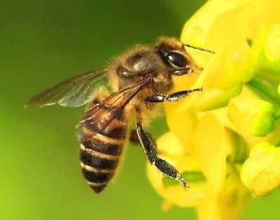 蜜蜂