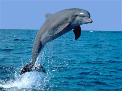 海豚