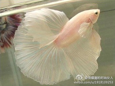 金鱼