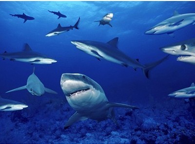 鲨鱼