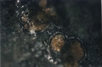 湿润