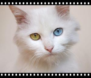 波斯猫
