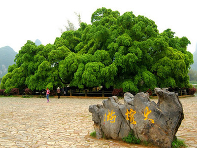 大榕树