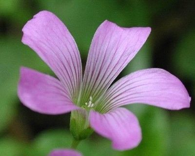 丁香花