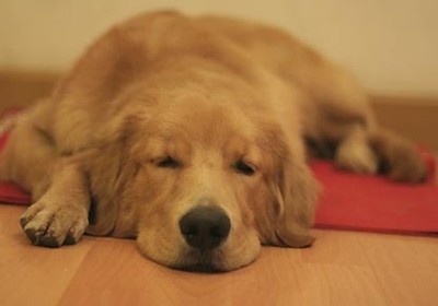 狗吃食