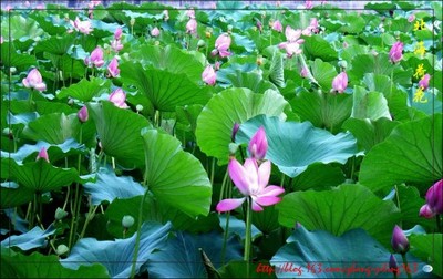 景优美