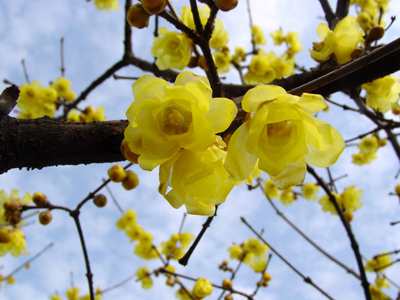 腊梅花