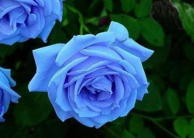 蔷薇花